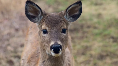 Curious White-Tailed Deer Gazing Intently