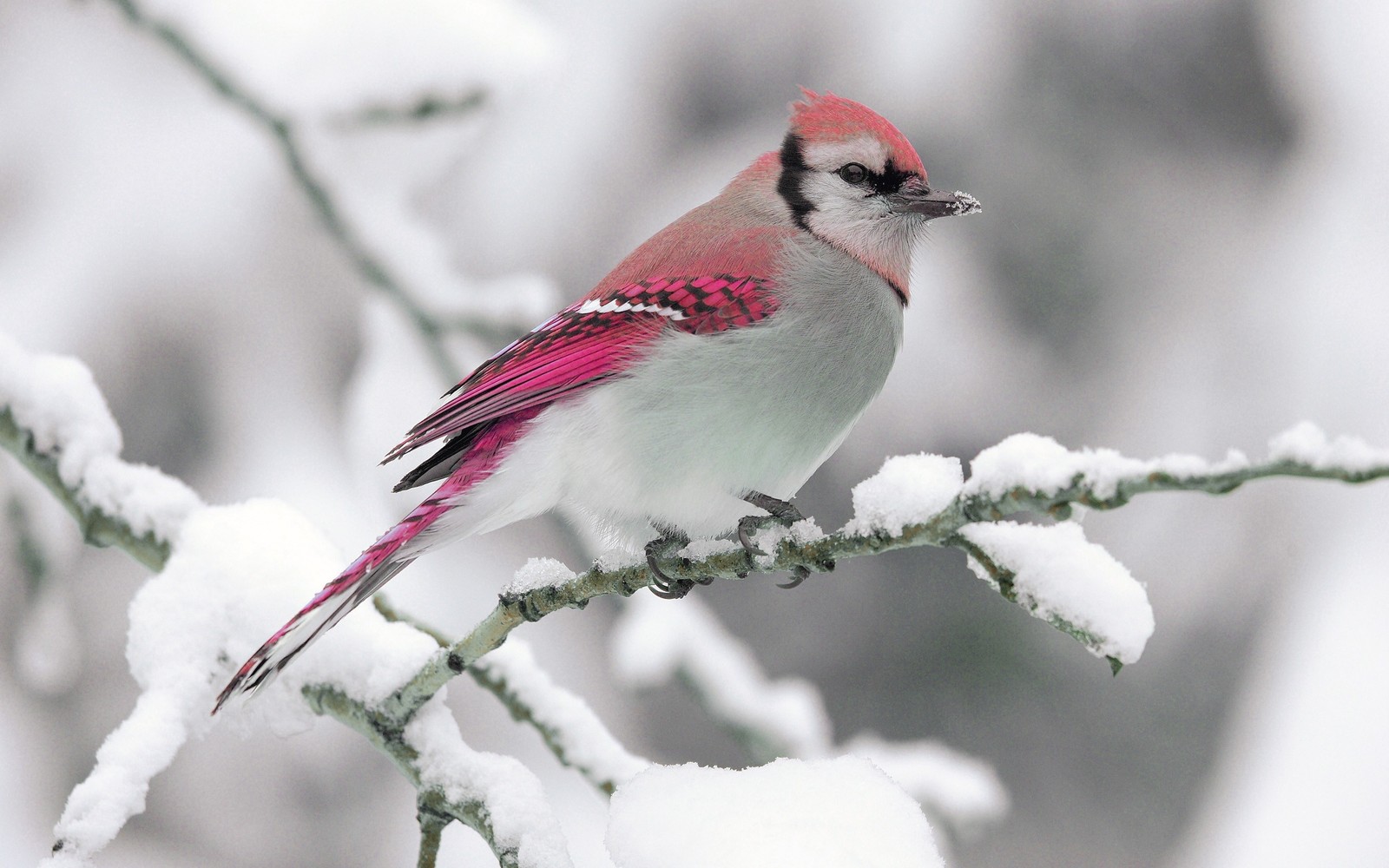 Un oiseau girafe avec des plumes roses et blanches assis sur une branche dans la neige (oiseau, bec, oiseau perché, faune, neige)