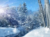 winter, snow, nature, frost, tree wallpaper