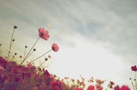 Flores rosas alcançando o céu da primavera