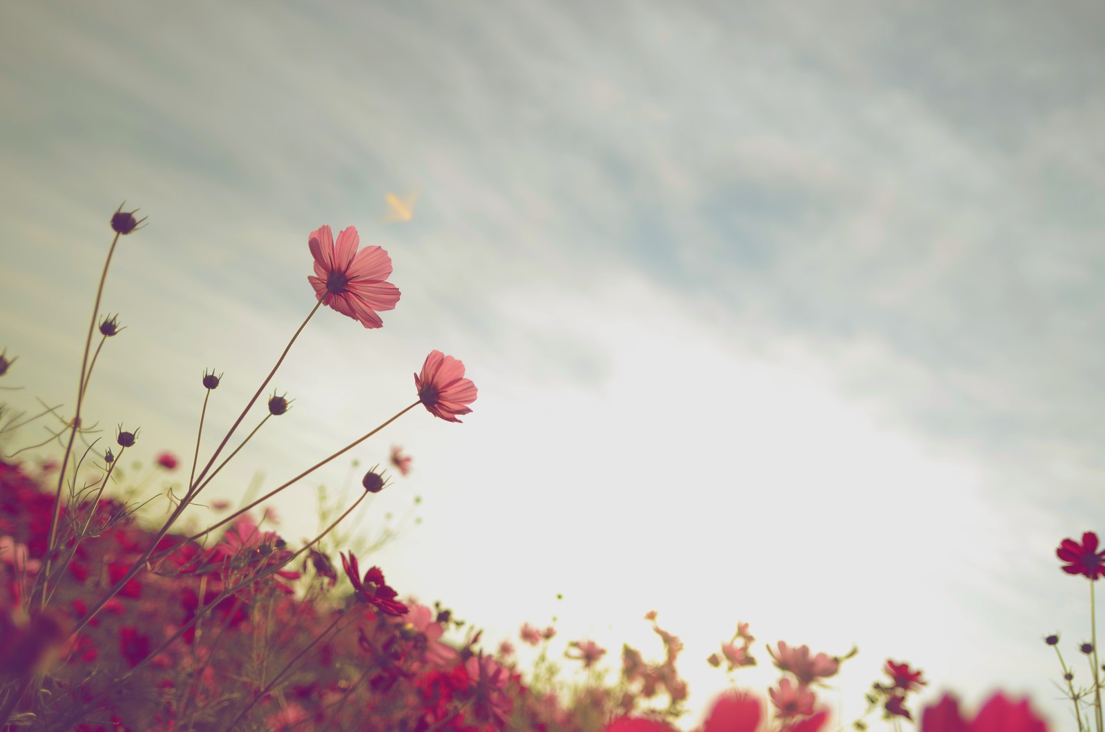 Flores en un campo con el sol brillando a través de las nubes (flor, pétalo, naturaleza, rosa, nube)