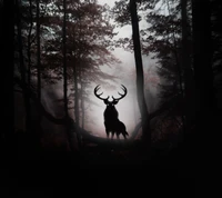 dark forest, deer, forest, hd wallpaper