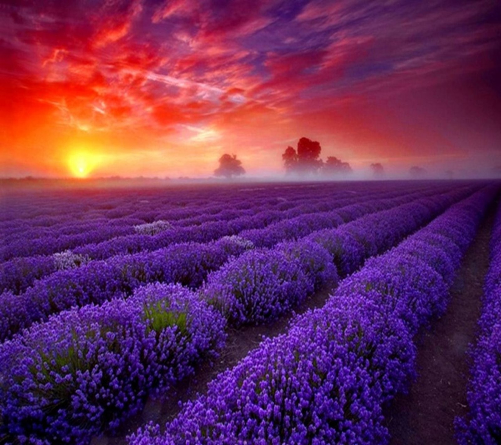 Ein großes feld mit lila blumen und einem sonnenuntergang im hintergrund (gras, landschaft, natur, himmel, sonne)