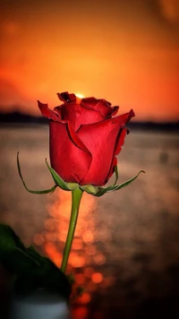 Red Rose Against a Golden Sunset