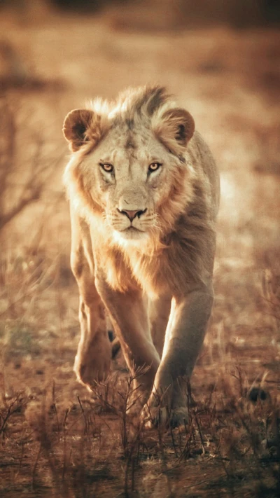 Majestic Lion Walking Through the African Savanna