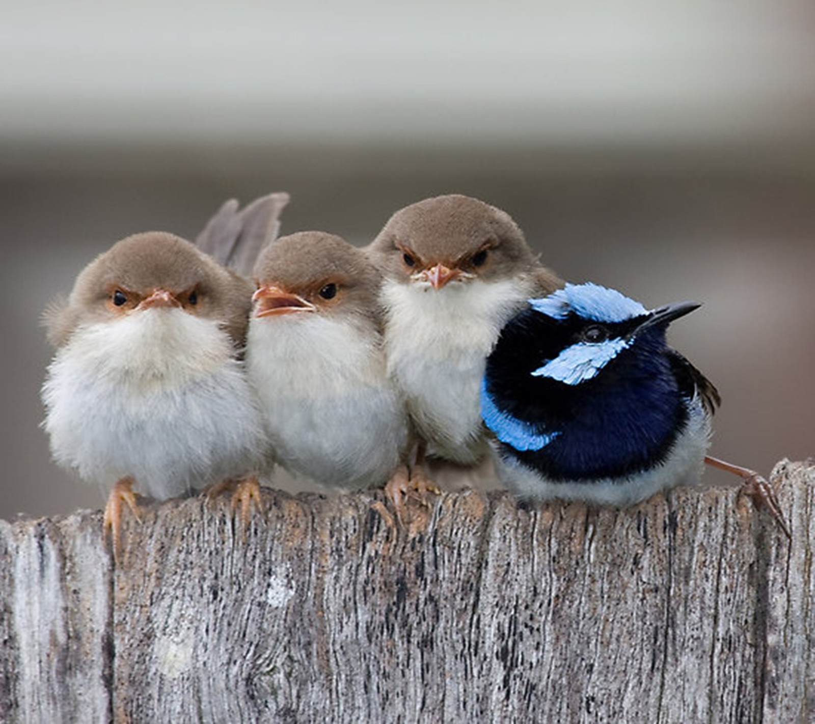 Tres pequeños pájaros posados en una cerca de madera con un fondo borroso (mejor, amigos)