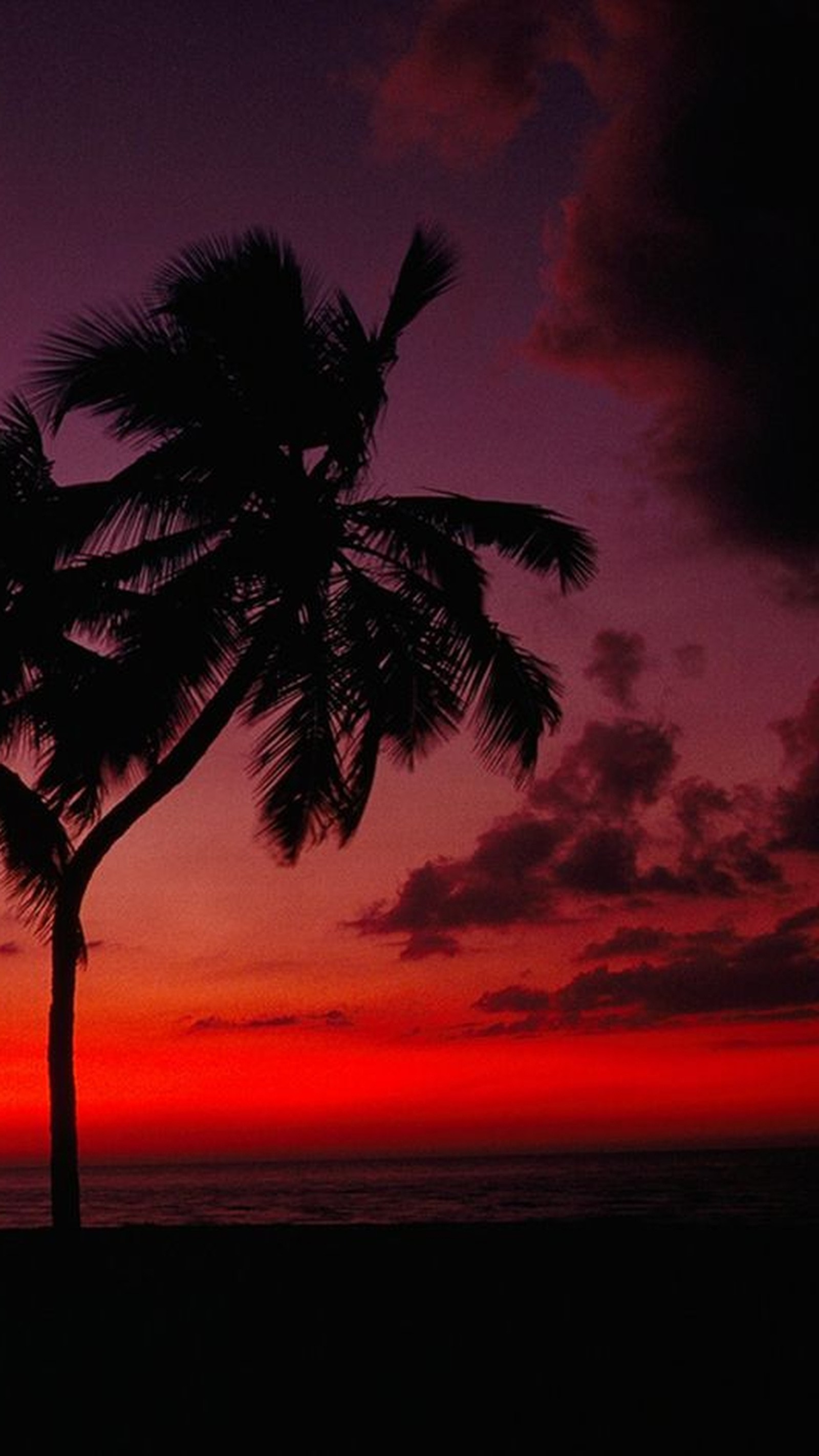 Silhouetten von dattelbäumen gegen einen sonnenuntergangshimmel am strand (natur, sonnenuntergang)