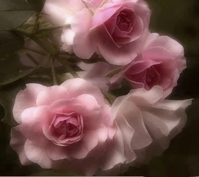 hermoso, rosas rosas