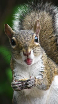 animal, fl, greysquirrel, retrato, esquilo