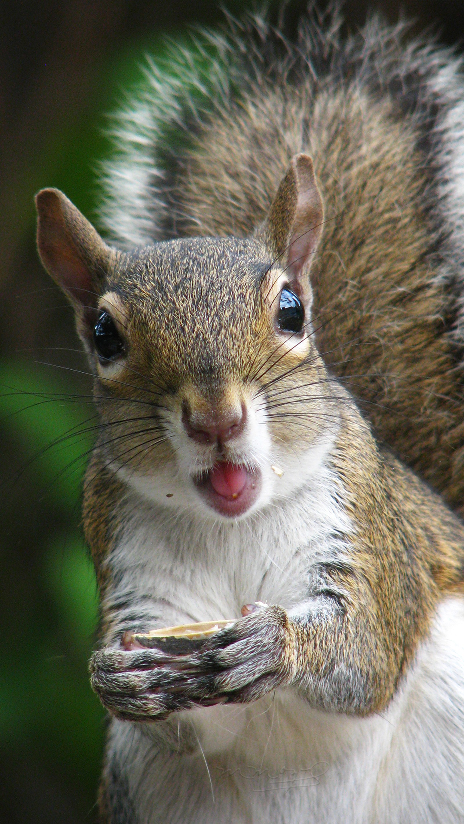 Ein eichhörnchen, das ein stück essen isst (tier, fl, greysquirrel, porträt, eichhörnchen)