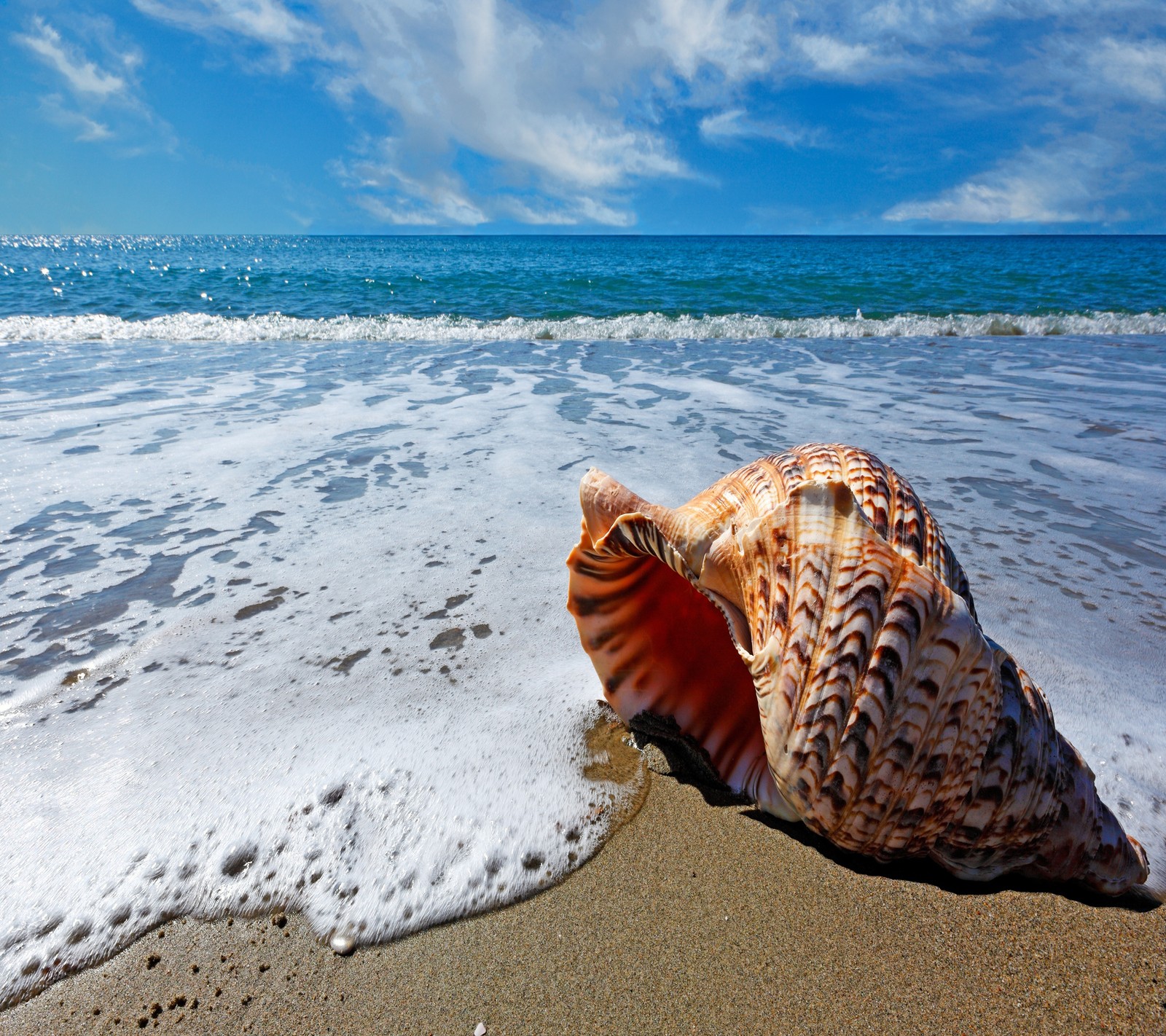 Uma imagem aérea de uma concha na praia com ondas chegando (praia, shell e)