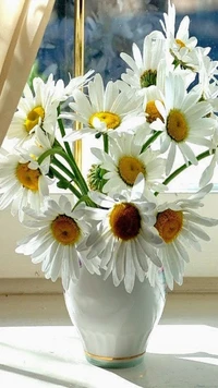 bouquet, daises wallpaper