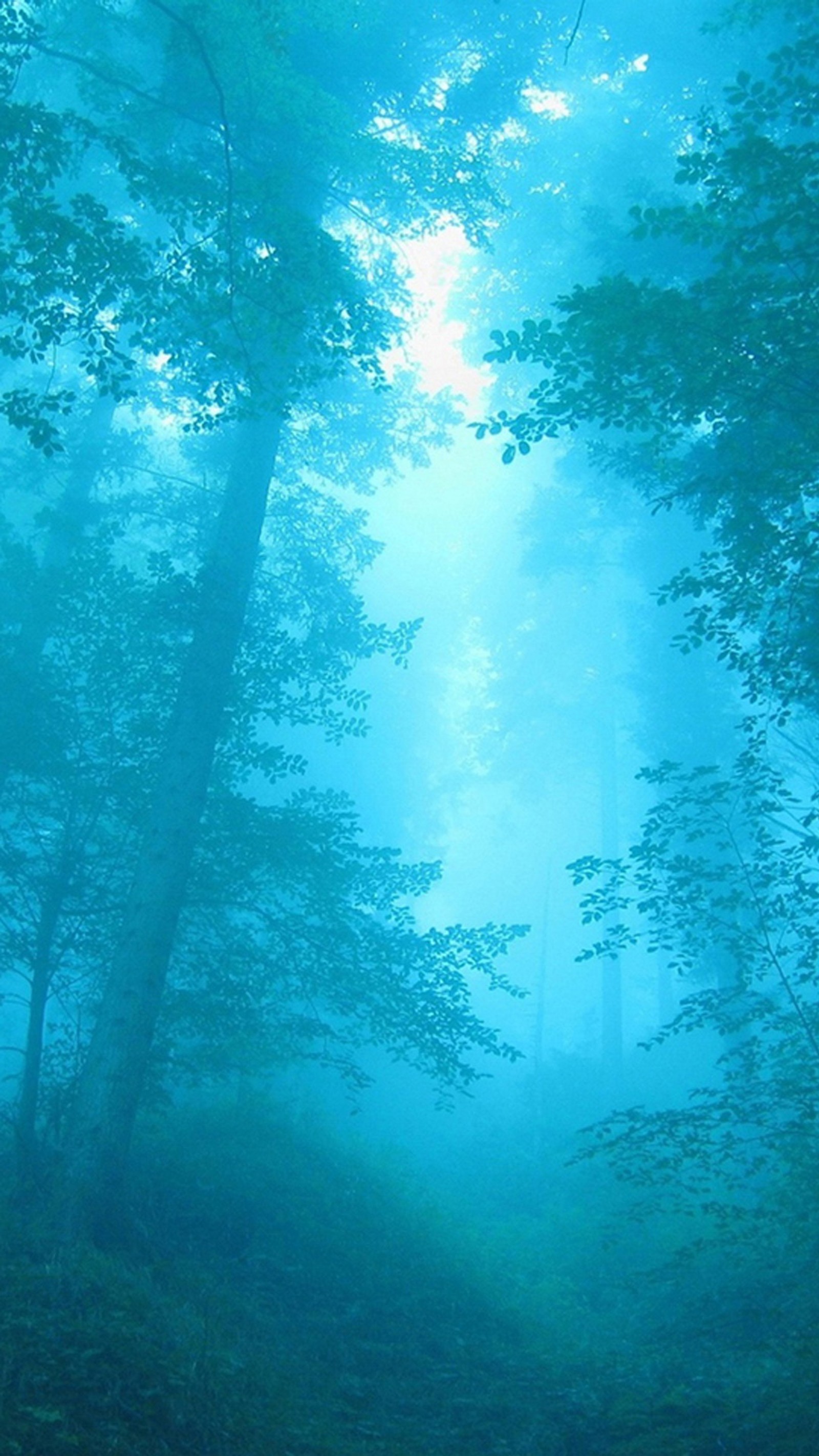 There is a picture of a forest with a bench in the middle (blue, cool, forest, landscpae)