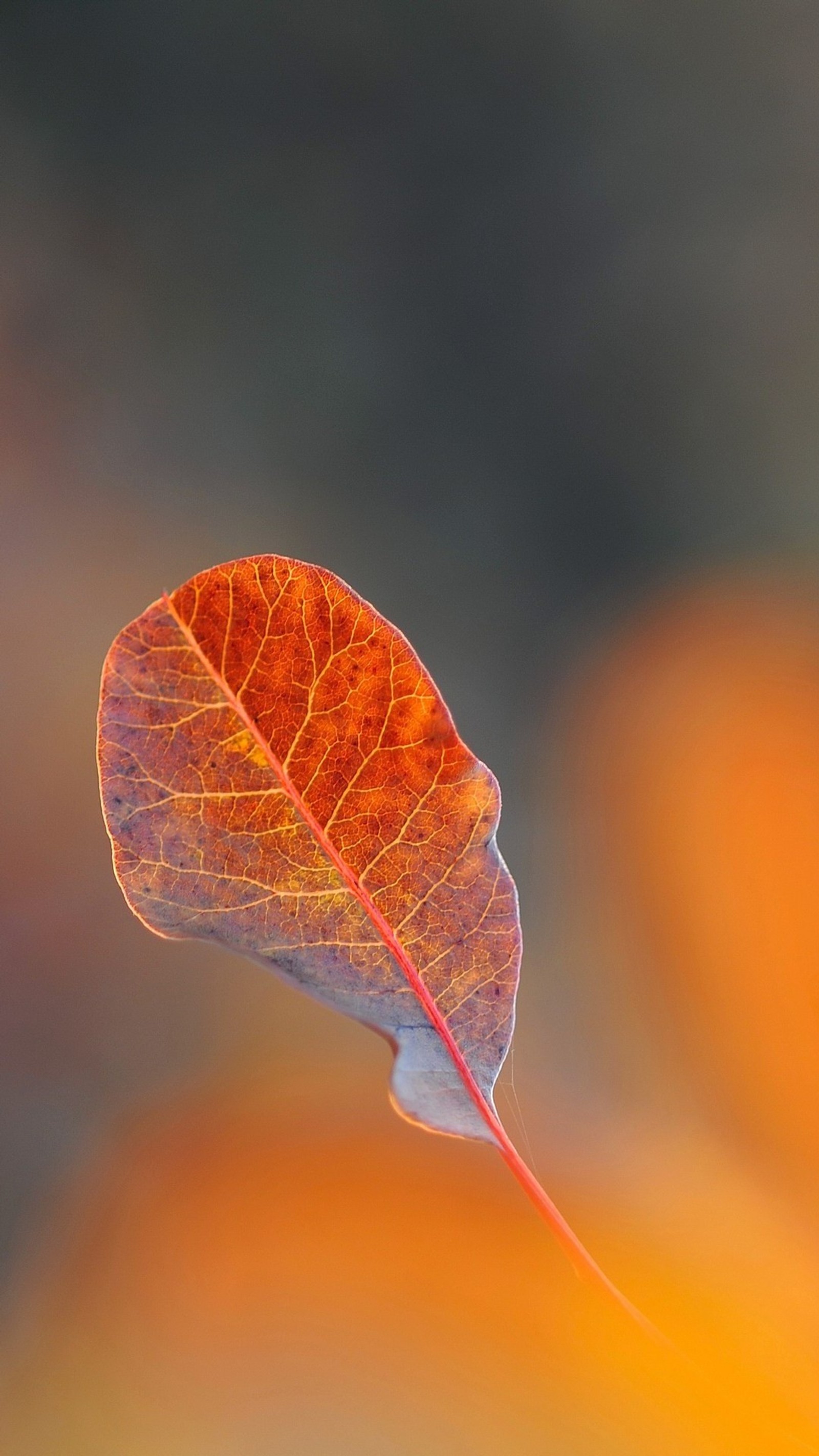 Un primer plano de una hoja con un fondo borroso (1080p, otoño, bokeh, hoja, macro)