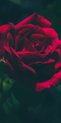 Velvety Red Rose in Dark Shadows