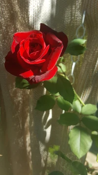 Lebendige rote Rose vor einem strukturierten Hintergrund