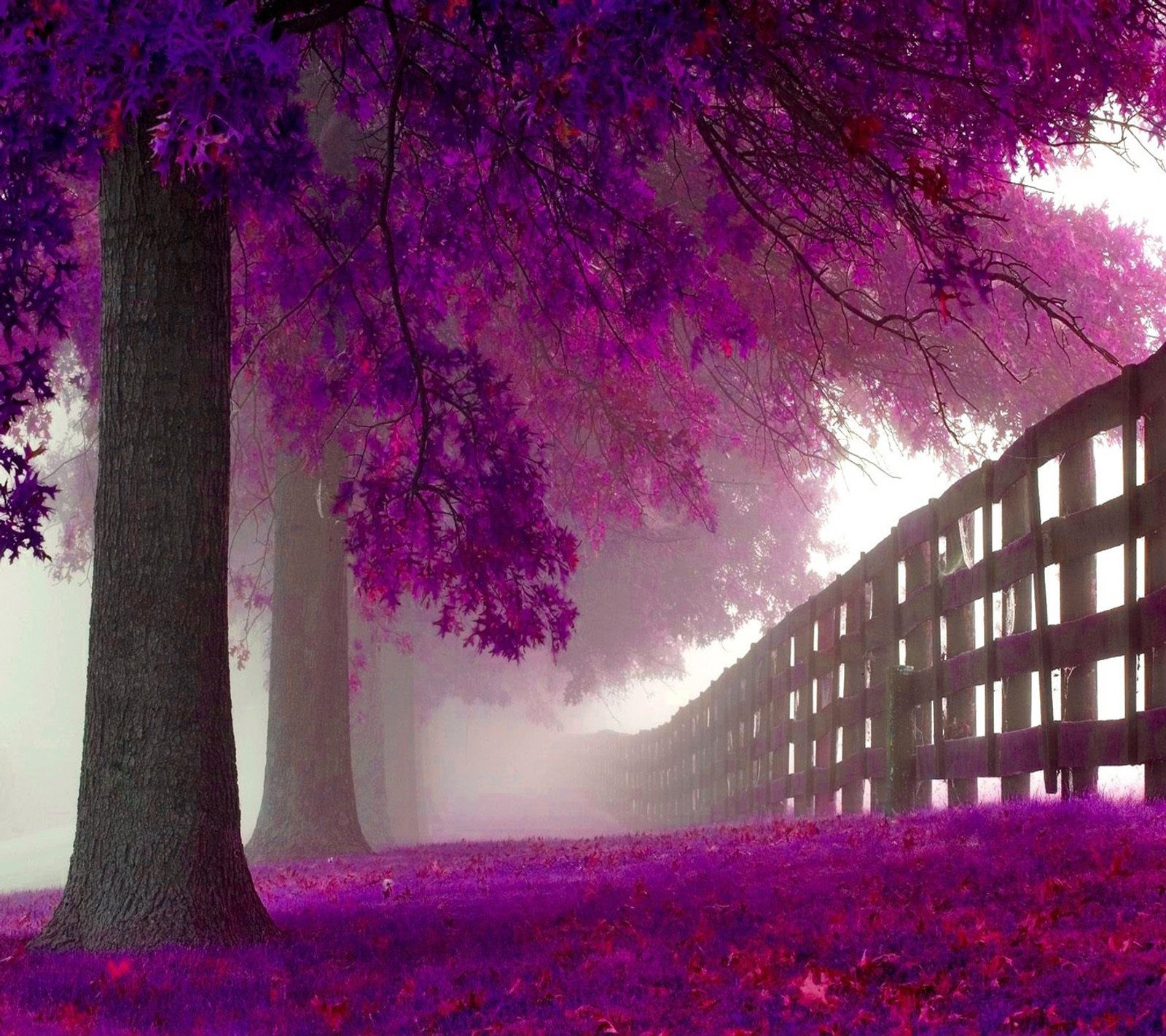 Purple trees and fence in a foggy park with purple flowers (beautiful view, cool, nature)