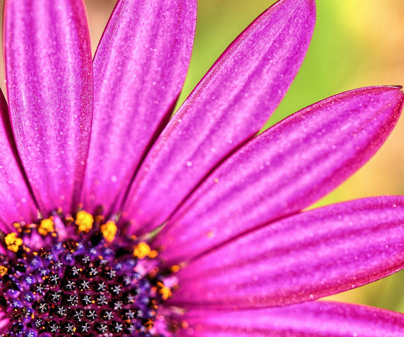 Lade afrikanisch, blume, blumen, margarita, petalos Hintergrund herunter