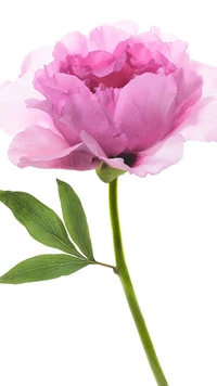 Delicada flor de peônia rosa em um caule