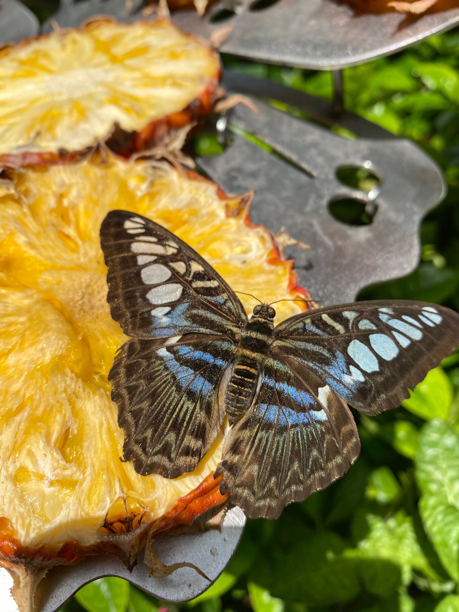 Il y a un papillon qui est assis sur un morceau de fruit (biologie, science, invertébré, arthropode, insecte)