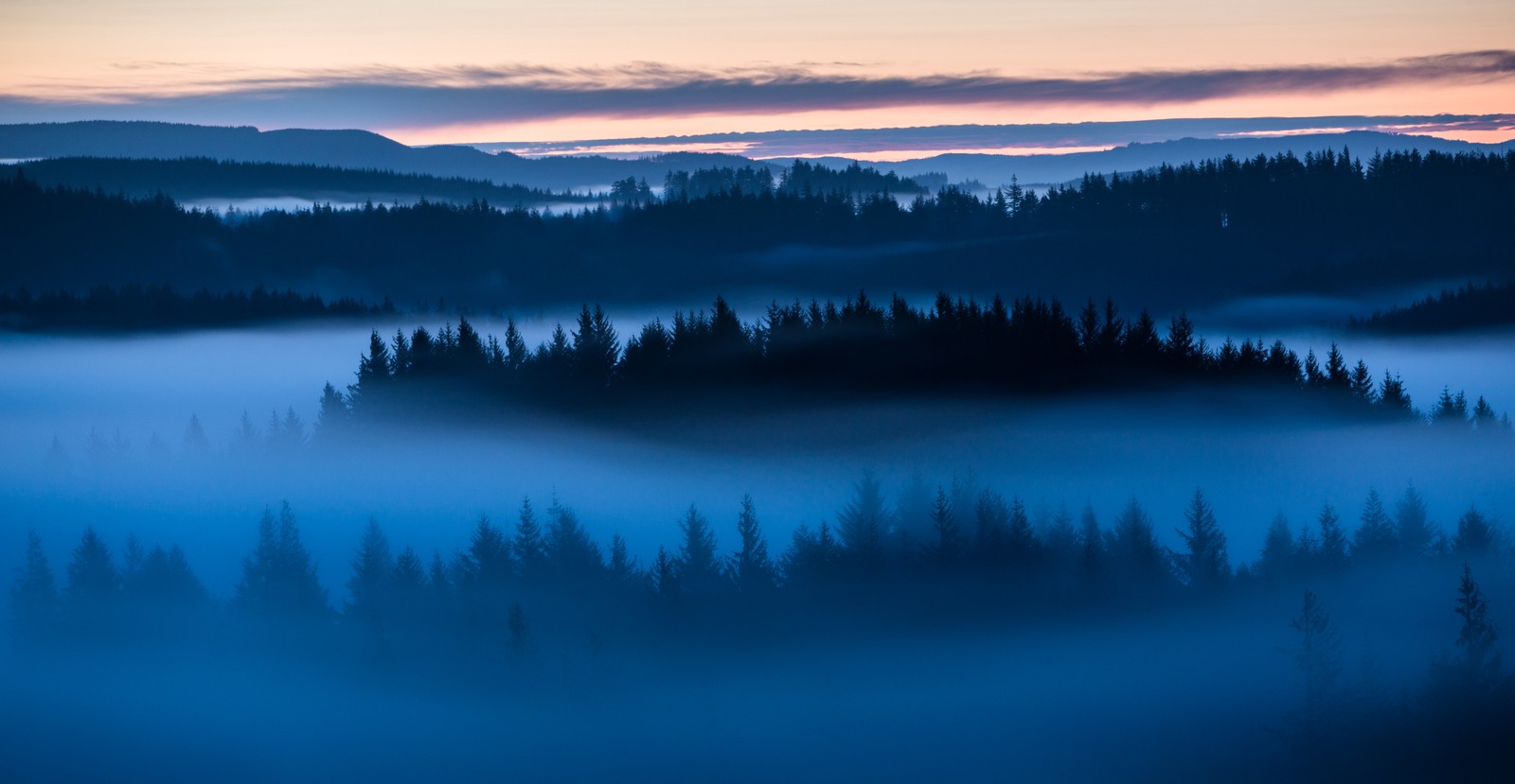 Vista de un bosque brumoso con un atardecer al fondo (bosque, amanecer, niebla, sobre las nubes, árboles)