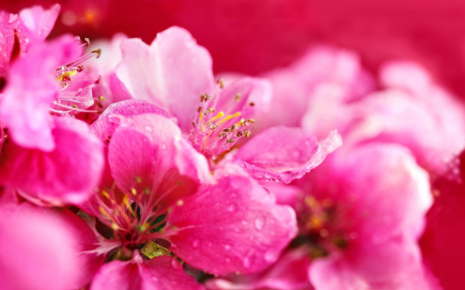 Un gros plan d'un tas de fleurs roses avec des gouttes d'eau (fleur, plante, printemps, floraison, gros plan)