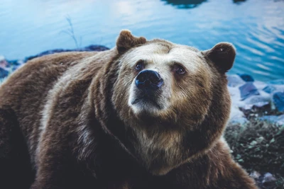 Un majestueux ours grizzly regarde vers le haut, montrant sa présence puissante dans un cadre sauvage serein près de l'eau.