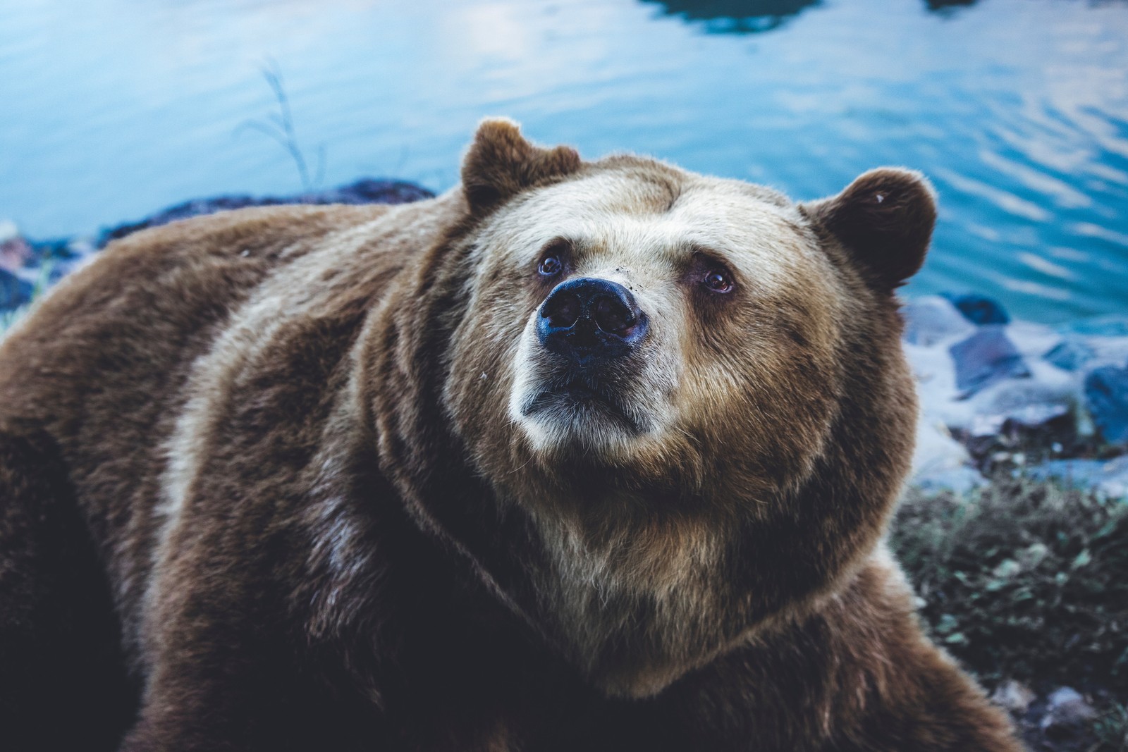 Ein brauner bär sitzt am wasser (braunbär, eisbär, grizzlybär, riesenpanda, bär)