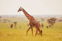 A solitary giraffe gracefully walking through the savanna grasslands.