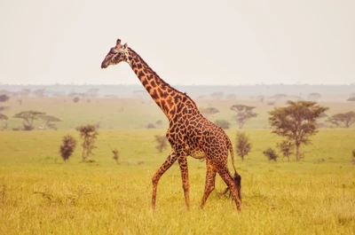 Eine einsame Giraffe geht anmutig durch die Savannengrasländer.