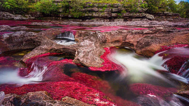 Река с красными водорослями на камнях и воде (каньо кристалес, caño cristales, река, serranía de la macarena, поток)