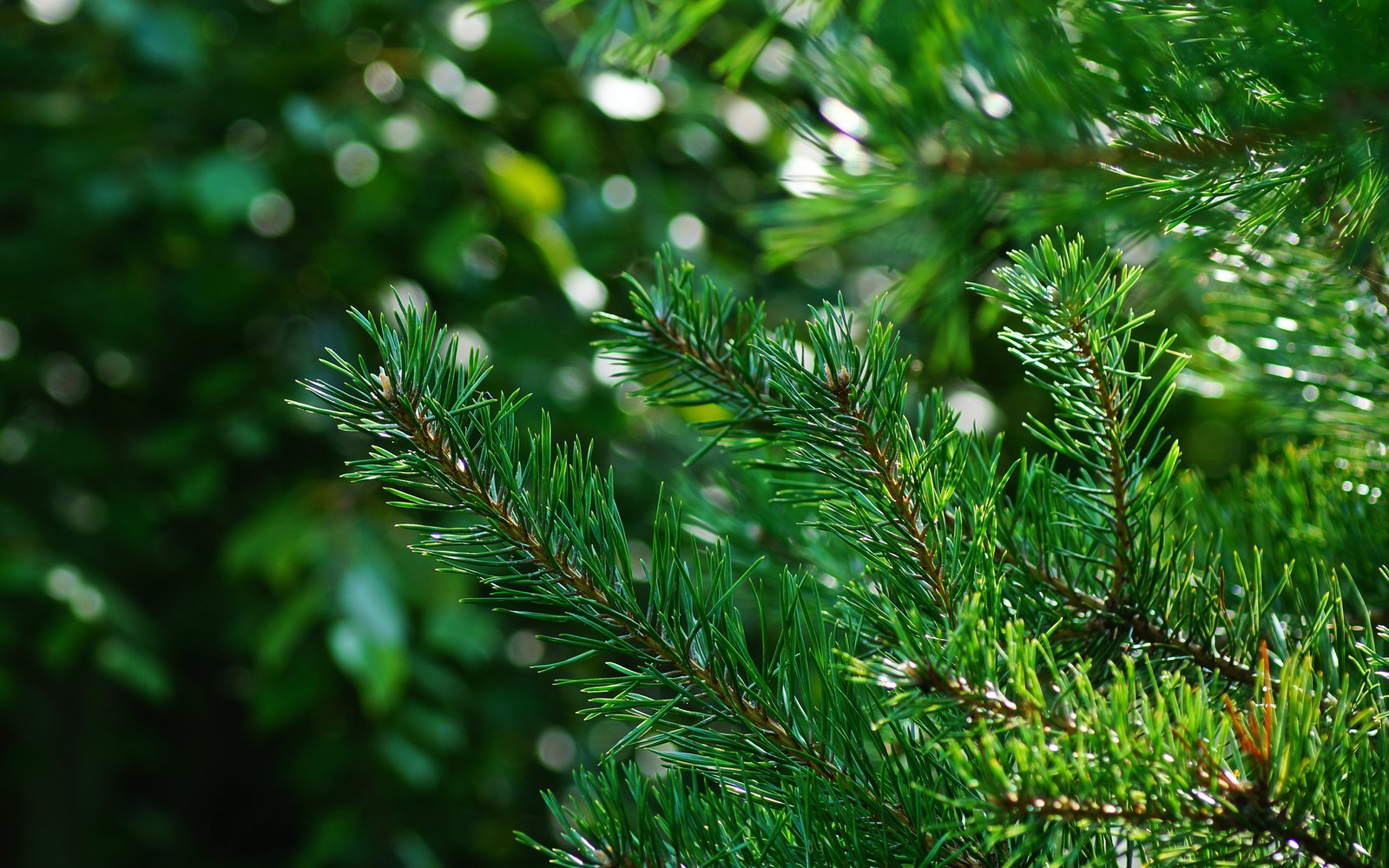 vegetation, spruce, fir, tree, green wallpaper