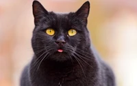 Gato preto curioso com olhos amarelos marcantes