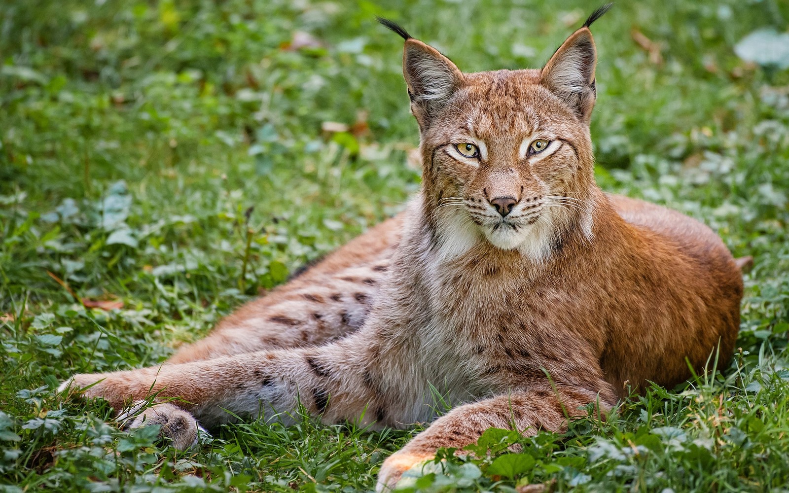 Ein luchs liegt im gras mit grünem hintergrund (luchs, landsäugetier, wildleben, felidae, wildnis)