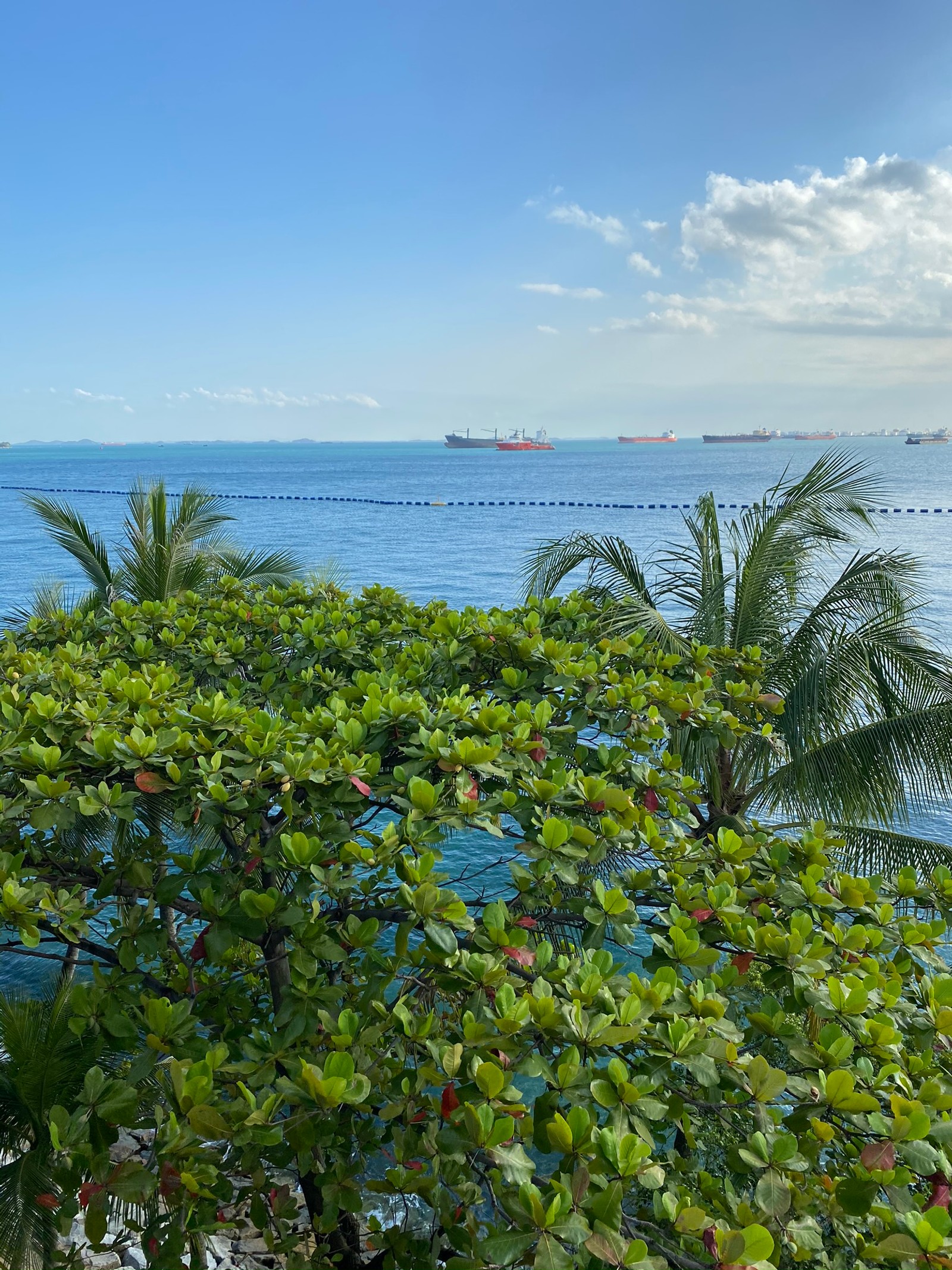 vegetation, palm trees, water, leaf, ocean Download Wallpaper