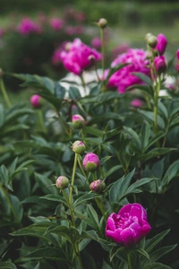 Peônias rosas vibrantes em plena floração cercadas por folhagem verde exuberante.