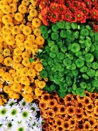 Vibrant Floral Mosaic: A Colorful Display of Marigolds and Greenery