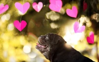 A joyful pug gazes upwards at floating pink hearts, embodying love and warmth in a dreamy outdoor setting.