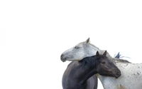 mane, mustang, snout, white, mustang horse wallpaper