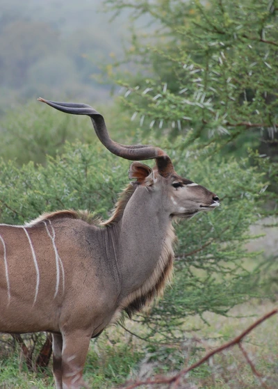 Majestic Kudu Antelope in Its Natural Habitat