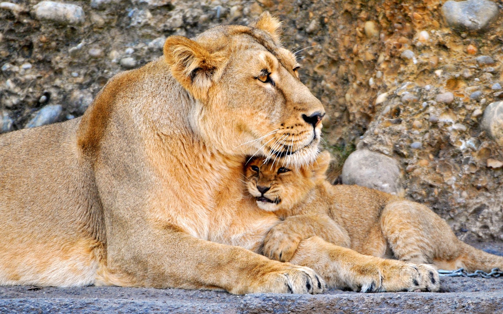 There is a lion and a lion cub laying on the ground (lion, terrestrial animal, wildlife, masai lion, family)