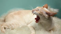 Aegean kitten yawning on a fluffy carpet.