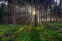 wald, baum, natur, natürliche landschaft, naturumgebung