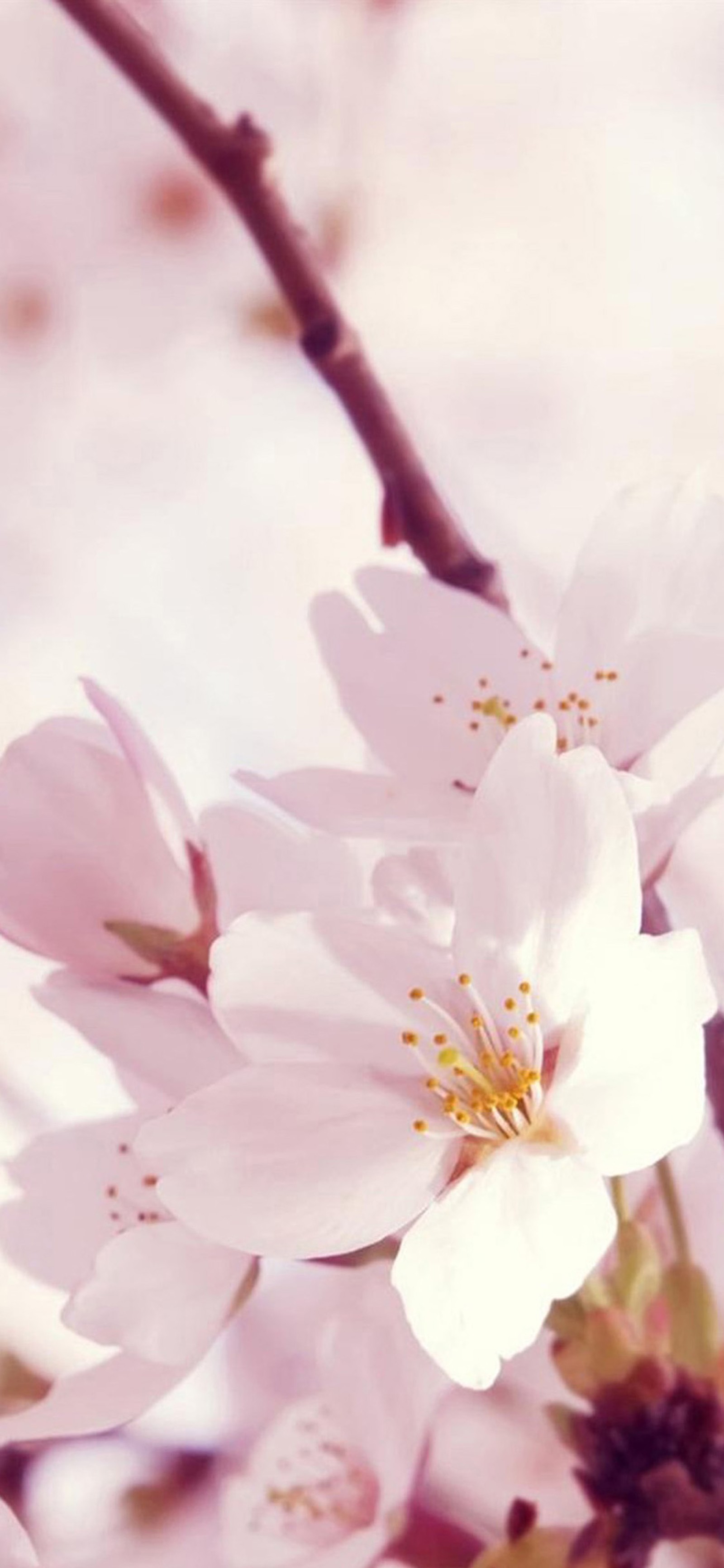 blossom, spring, flowering plant, twig, plant wallpaper