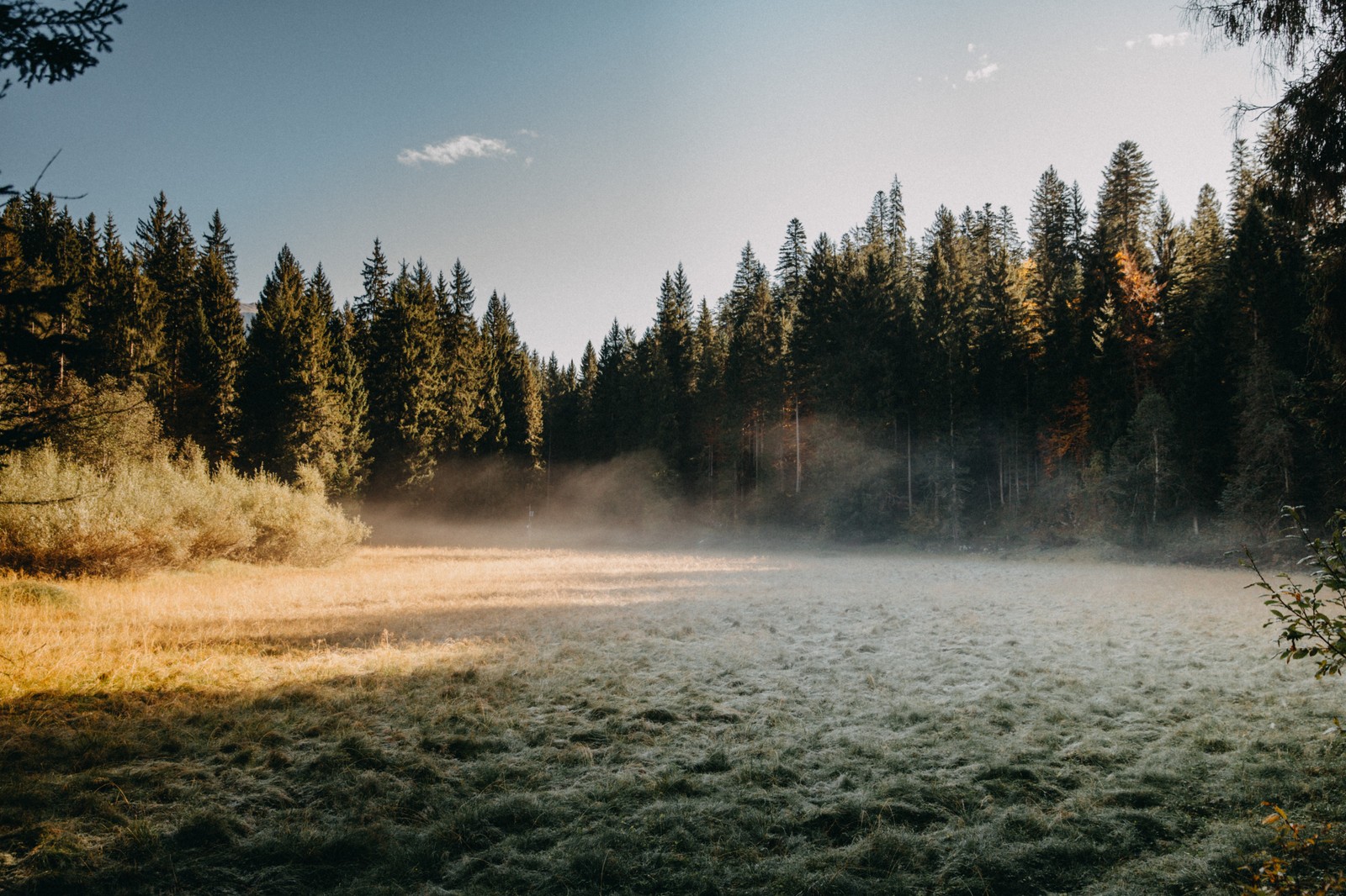 Vue d'un champ avec des arbres et du brouillard en arrière-plan (forêt, foresterie, art, nuage, eau)