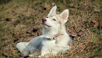 Filhote de Husky Siberiano relaxando na natureza