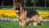 Majestic German Shepherd among vibrant flowers in a park setting.