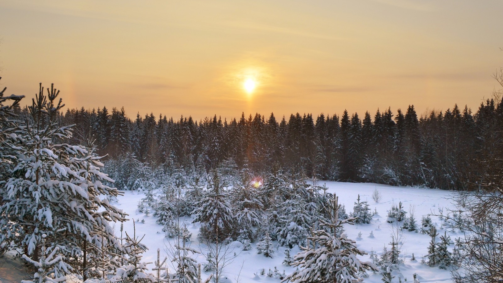 Arafed view of a snowy forest with a sun setting (winter, fir, snow, tree, freezing)