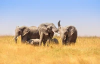 Herd of elephants grazing in the Serengeti grasslands.