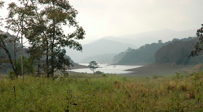 Вид на озеро и лес с холма (теккади, thekkady, национальный парк, парк, водные ресурсы)